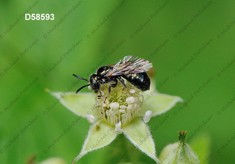 Spurred Ceratina (Ceratina calcarata)